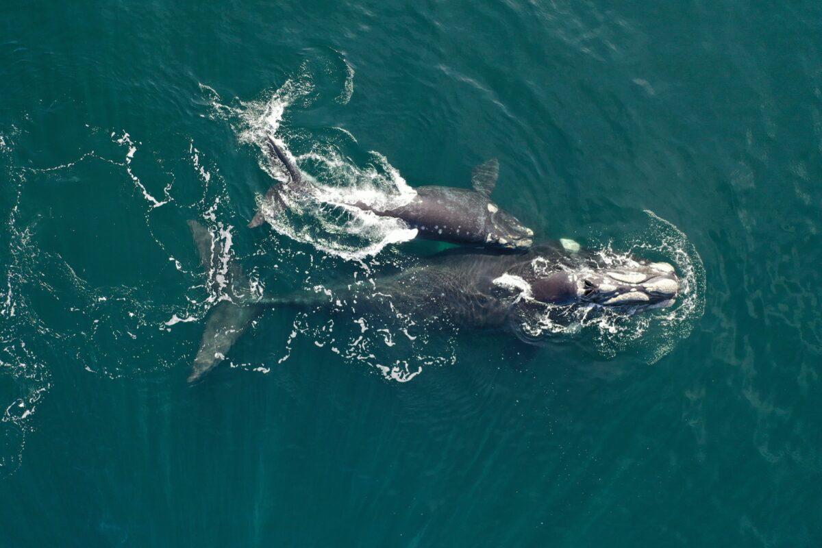 $!Siguiendo ballenas francas: cómo funciona el proyecto que rastrea sus rutas migratorias desde el espacio exterior