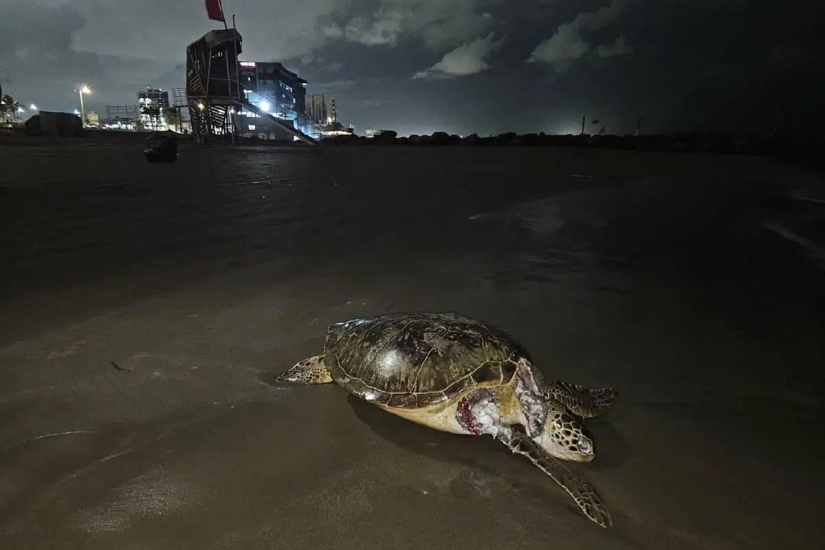 $!Derrame avanza en Veracruz y Tabasco; organizaciones y comunidades denuncian que la limpieza de Pemex es insuficiente