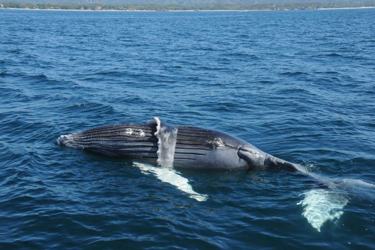 $!Proyecto de escalera náutica amenaza a mantarrayas gigantes, ballenas y tortugas en México