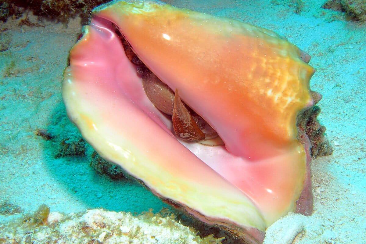 $!Jícama: la palabra clave en México para vender ilegalmente caracol rosado en redes sociales