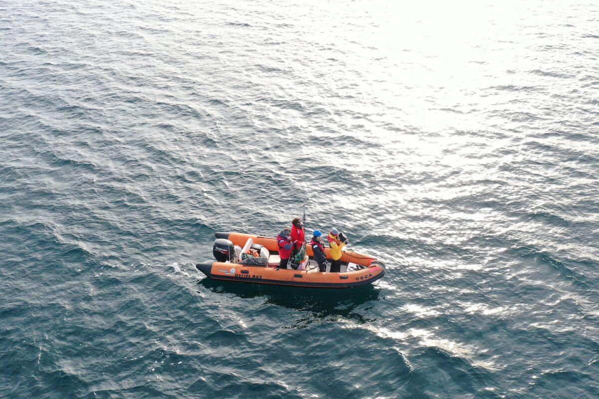 $!Siguiendo ballenas francas: cómo funciona el proyecto que rastrea sus rutas migratorias desde el espacio exterior