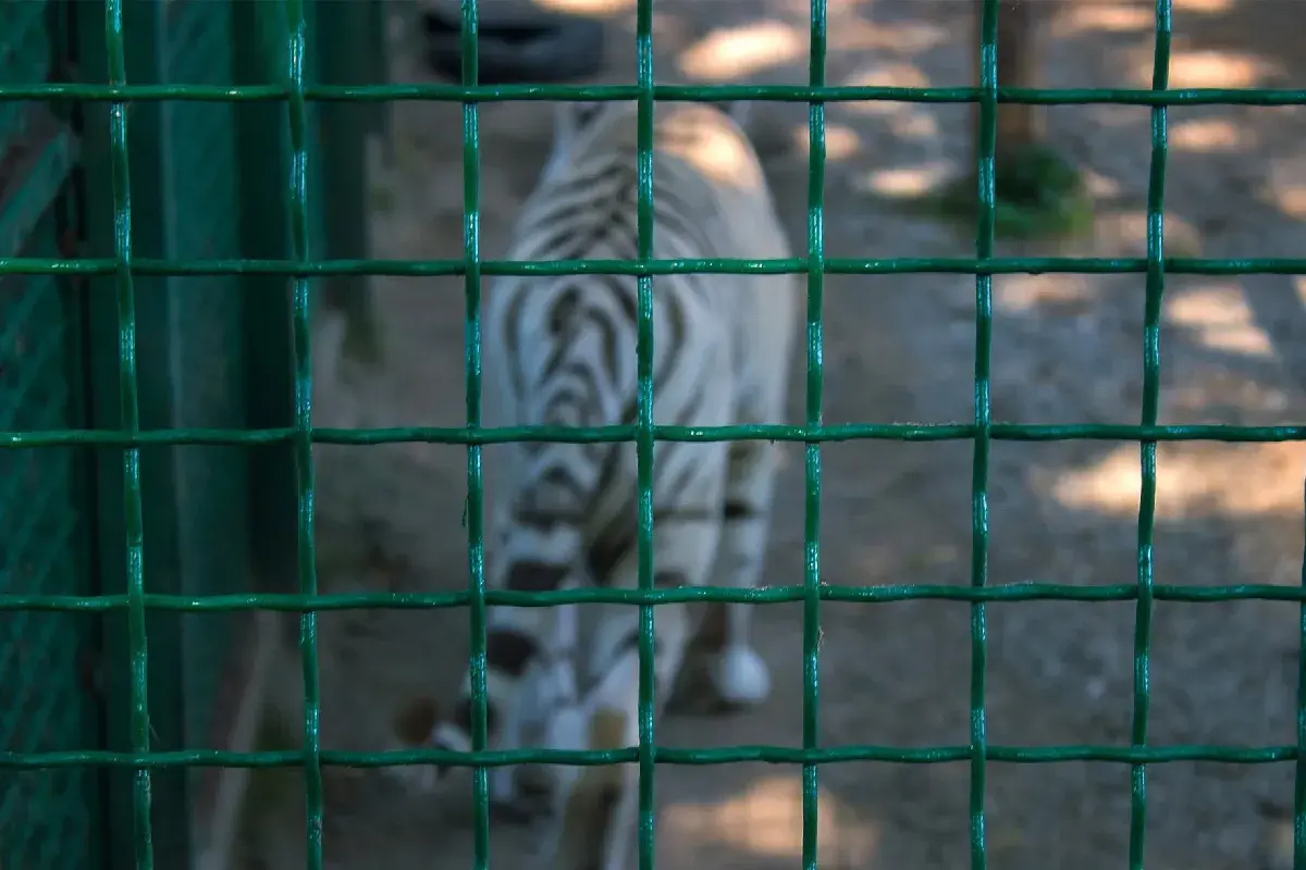 $!Tigre Kenzo murió por un disparo en la cabeza y broncoaspiración, confirma la UNAM