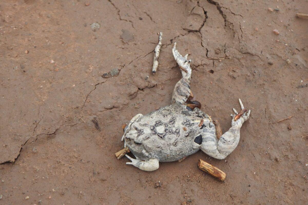 $!Animales en peligro de extinción mueren ahogados por fallas ambientales y técnicas en el Canal de la Patria en Argentina