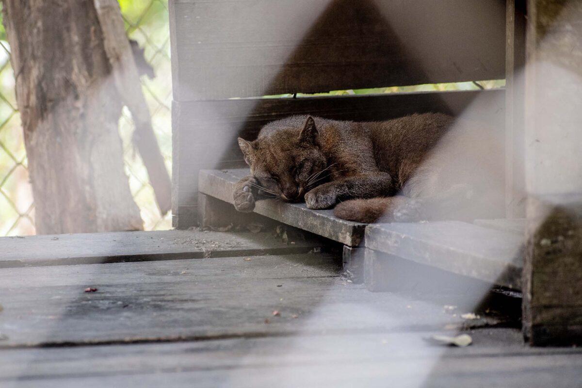 $!Sin salida: la irreversible realidad de los felinos que son rescatados del tráfico de animales