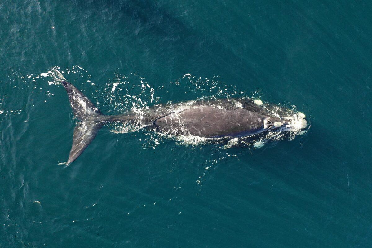 $!Siguiendo ballenas francas: cómo funciona el proyecto que rastrea sus rutas migratorias desde el espacio exterior