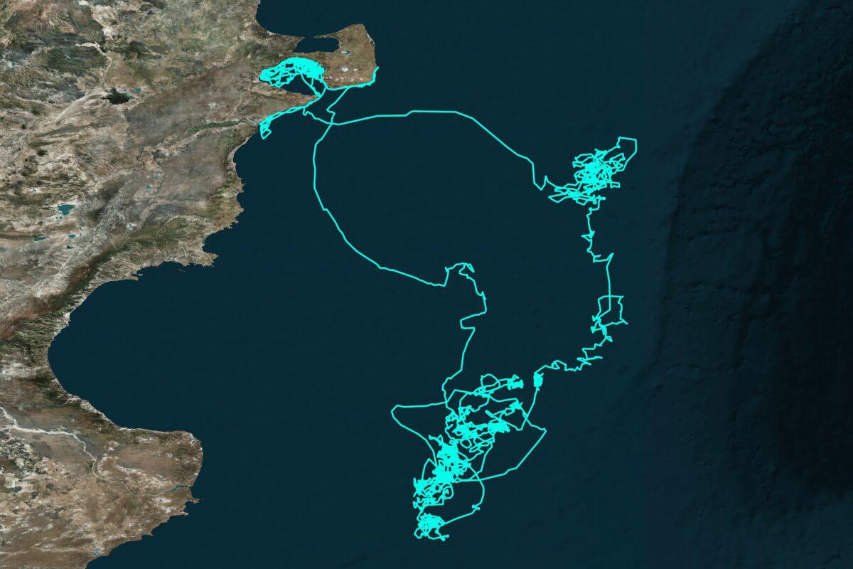 $!Siguiendo ballenas francas: cómo funciona el proyecto que rastrea sus rutas migratorias desde el espacio exterior