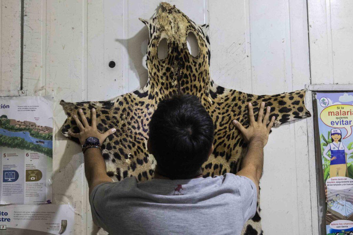 $!Sin salida: la irreversible realidad de los felinos que son rescatados del tráfico de animales