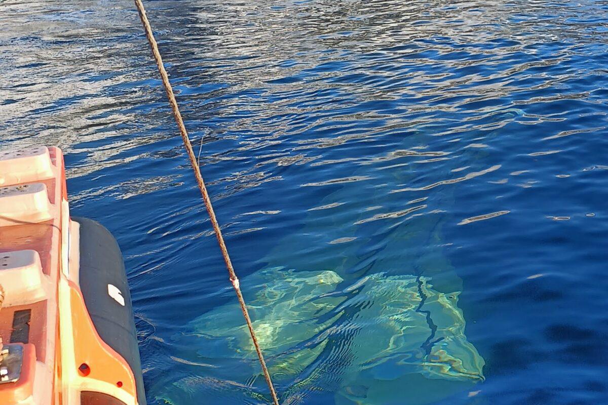 $!La sorprendente misión de elefantes marinos que ayudan a científicos a entender la enigmática corriente del Cabo de Hornos y el cambio climático