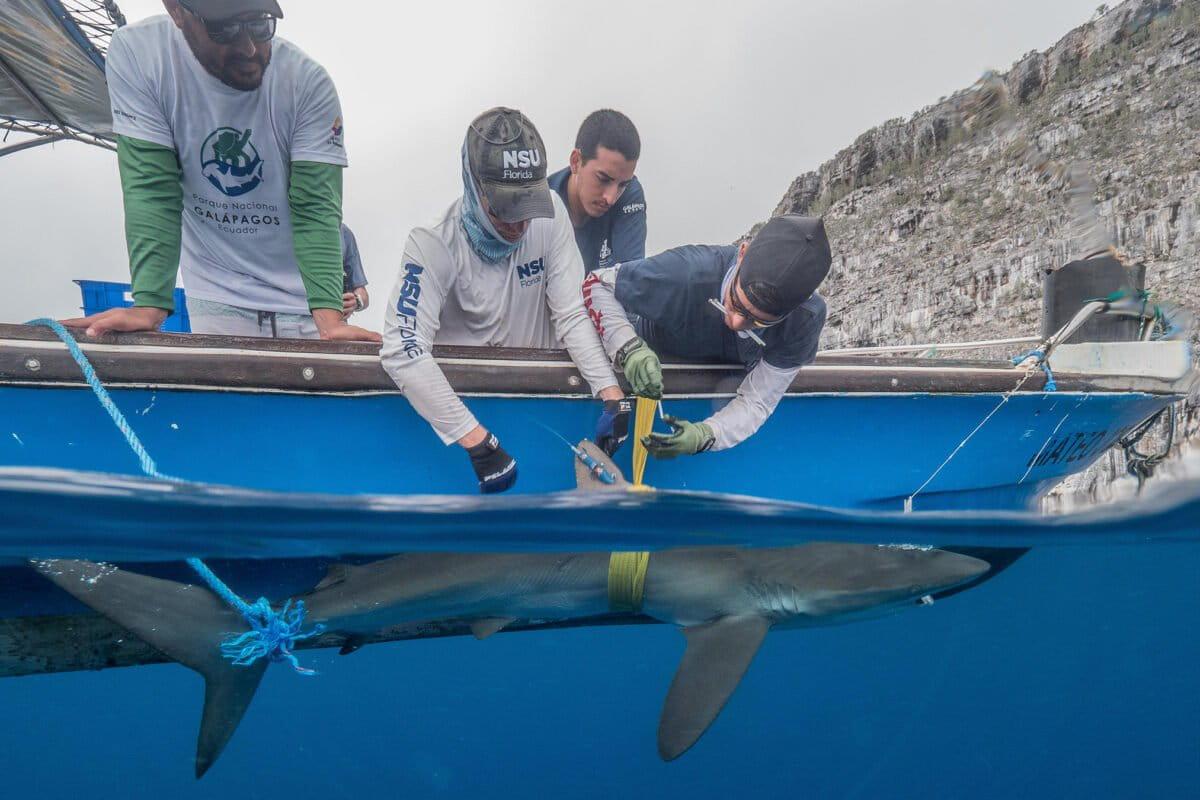 $!Científicos proponen extender áreas marinas protegidas para preservar de la pesca al tiburón sedoso