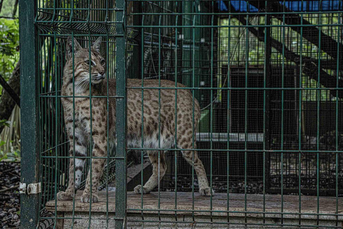 $!Sin salida: la irreversible realidad de los felinos que son rescatados del tráfico de animales