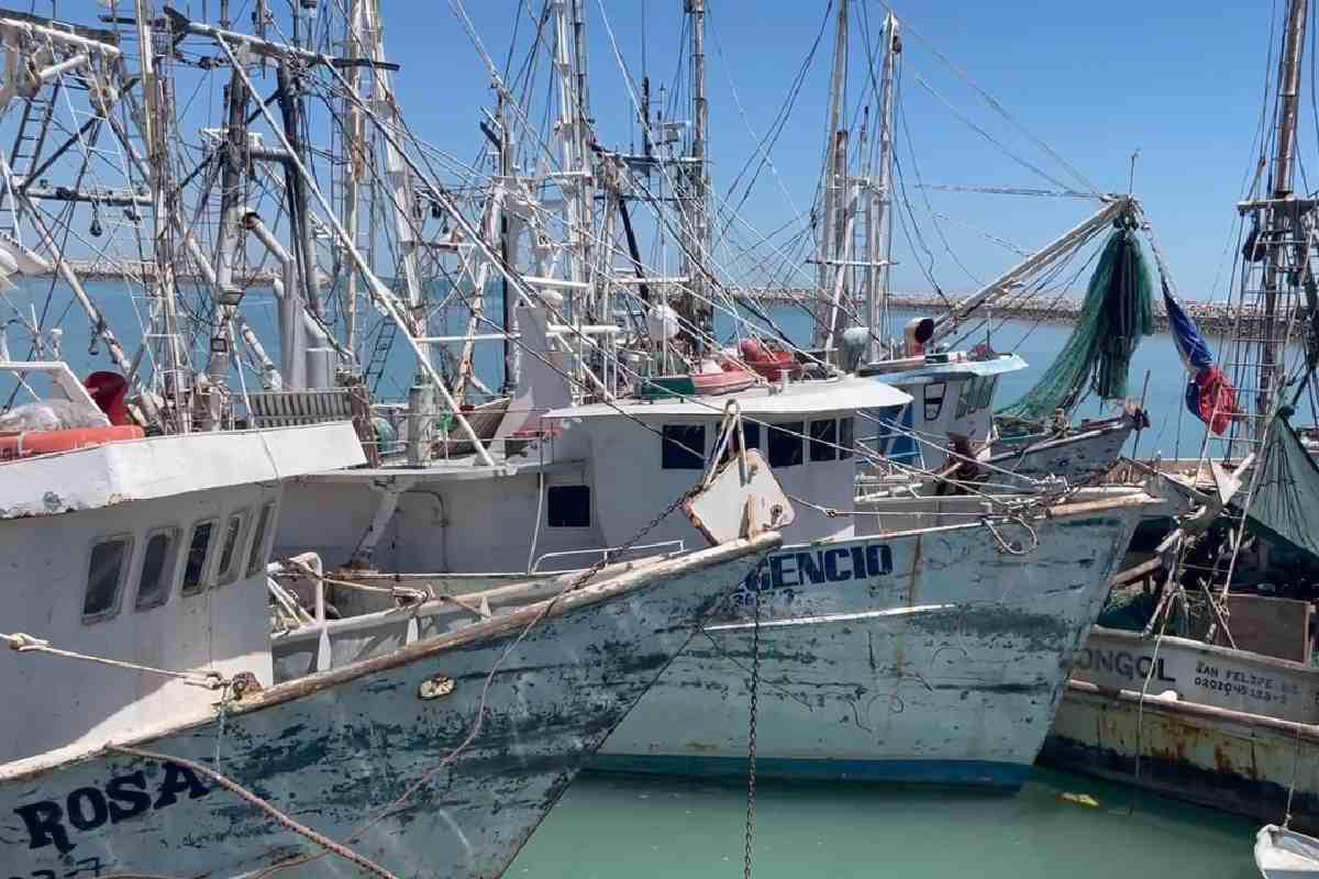 $!Gobierno de AMLO abandonó desde 2021 proyecto esencial para conservación de la vaquita marina
