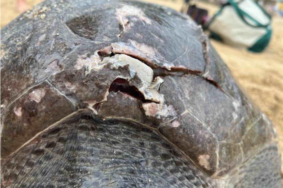 $!Proyecto de escalera náutica amenaza a mantarrayas gigantes, ballenas y tortugas en México