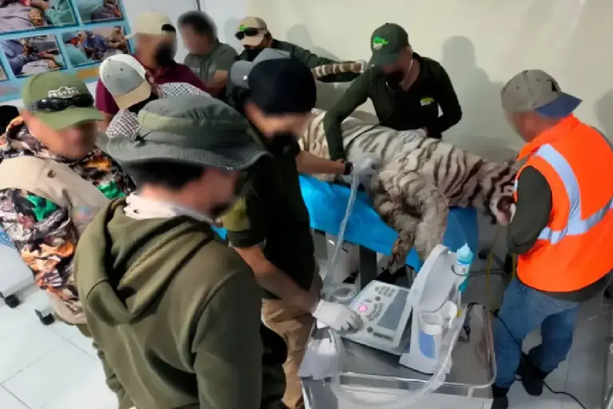$!Tigre Kenzo murió por un disparo en la cabeza y broncoaspiración, confirma la UNAM