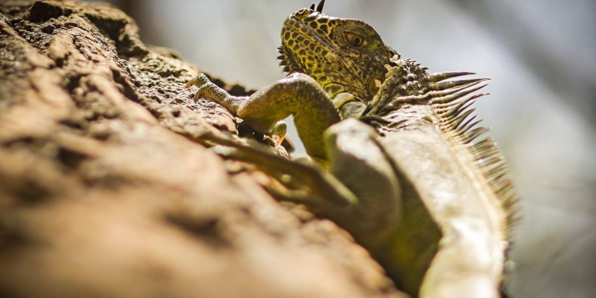 Ayuntamiento de Culiacán sin medios para proteger a la iguana verde del parque Las Riberas Ayuntamiento de Culiacán sin medios para proteger a la iguana verde del parque Las Riberas
