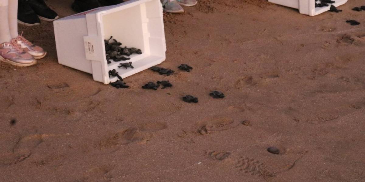 Con la participación de niñas y niños, Acuario Mazatlán libera 530 tortugas en las playas