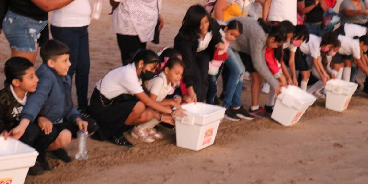 Con la participación de niñas y niños, Acuario Mazatlán libera 530 tortugas en las playas