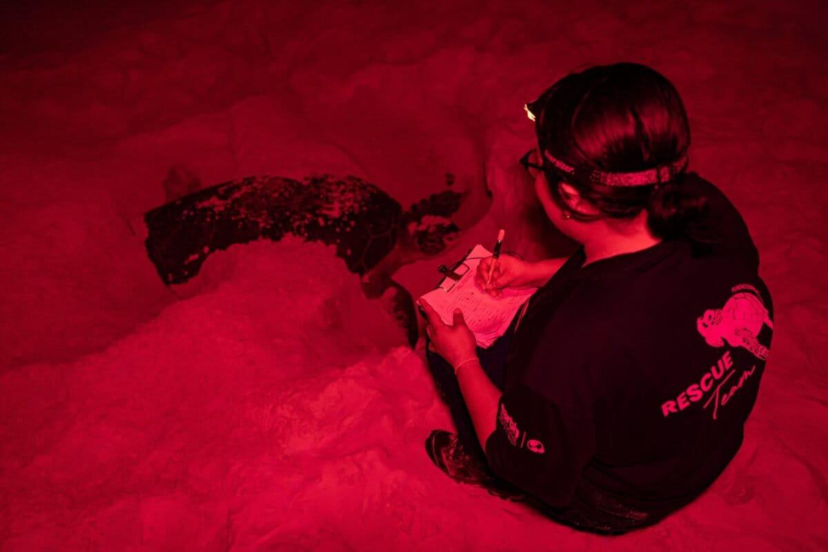 $!Rastreando el nacimiento de la tortuga verde: el aumento de la temperatura en el mar impacta en la anidación de la especie en las costas de México