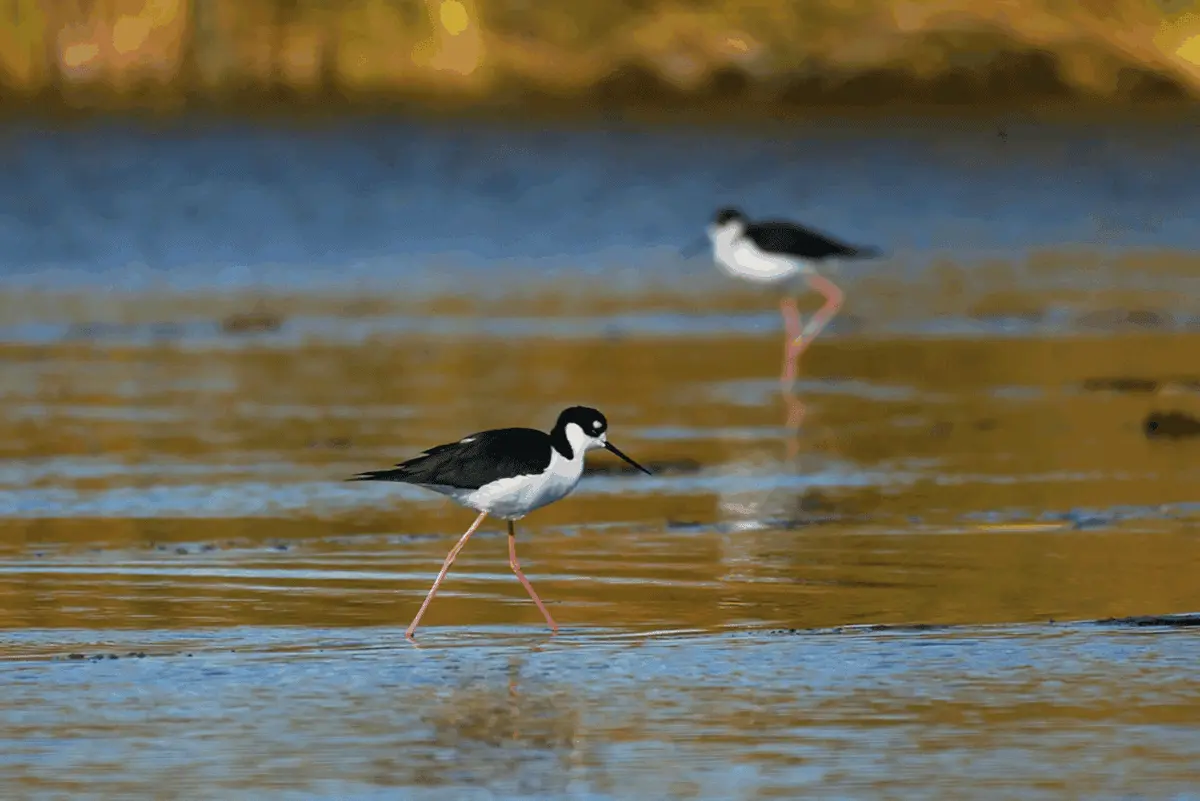 $!Revivir al Río Colorado: utilizan abejas y agua para restaurar el delta que unía a Estados Unidos con México