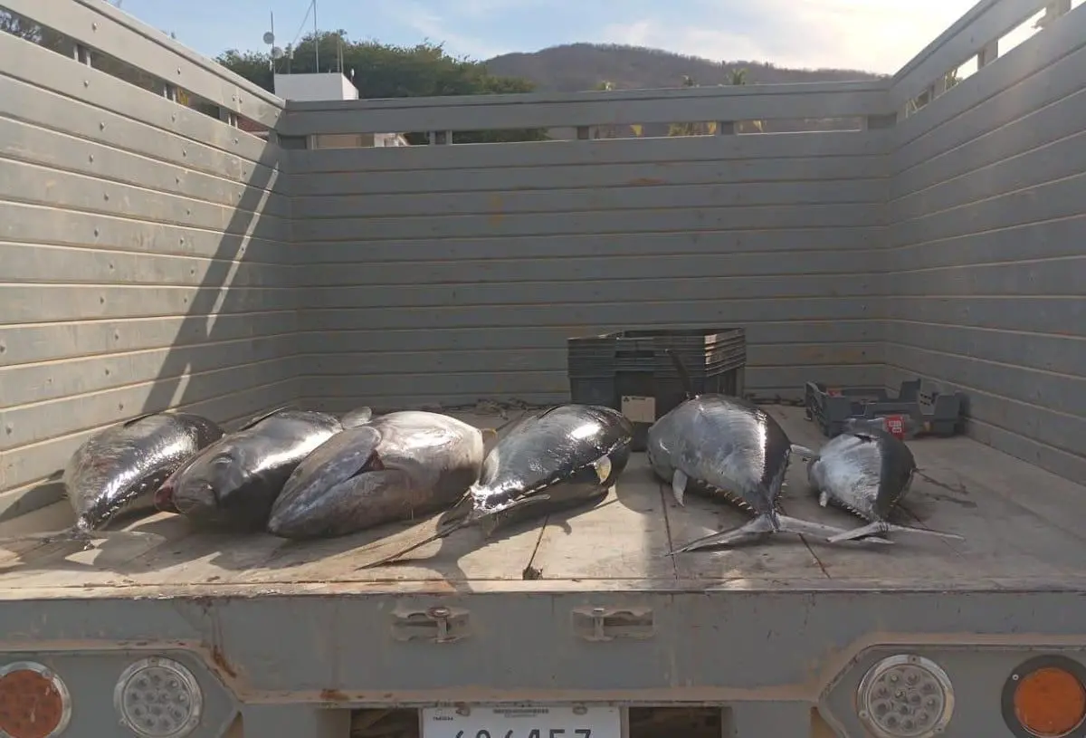 $!Marina y Conapesca retienen producto y artes de pesca por actividades irregulares en la Reserva de la Biosfera Islas Marías