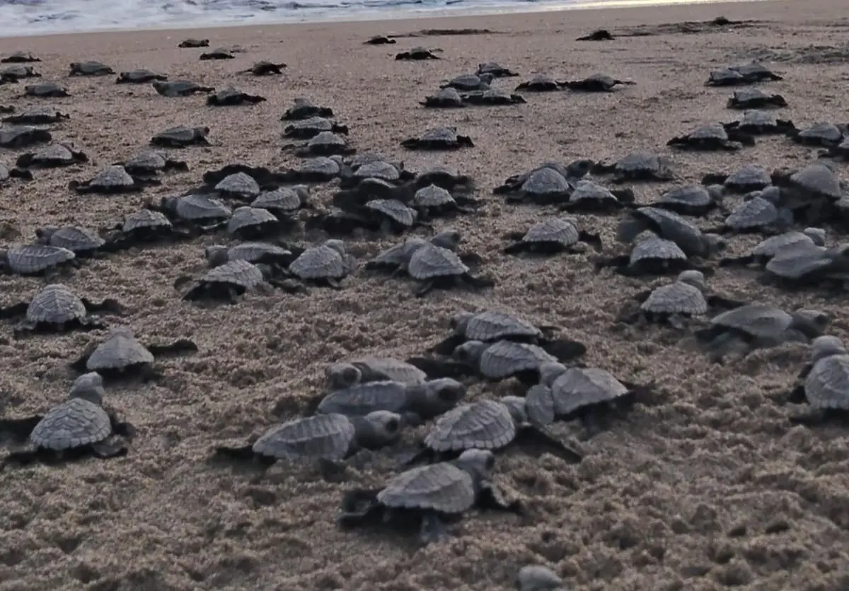 $!Grupo Tortuguero en Rosario inicia trabajos y realiza la primera liberación de 83 crías