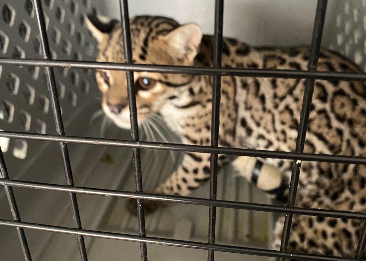 $!Gran Acuario Mazatlán atiende a felino rescatado por familia mazatleca