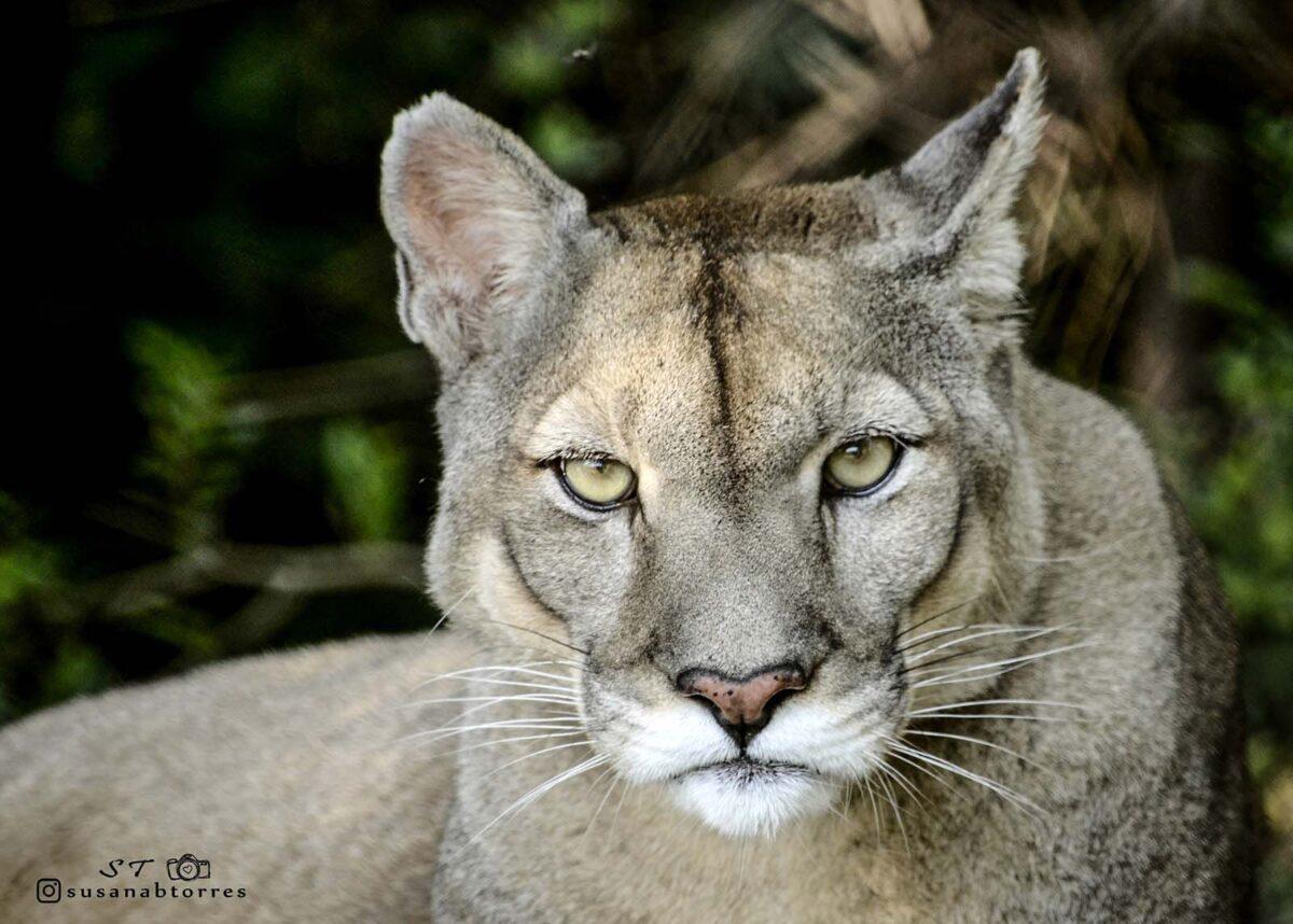 $!Sin salida: la irreversible realidad de los felinos que son rescatados del tráfico de animales