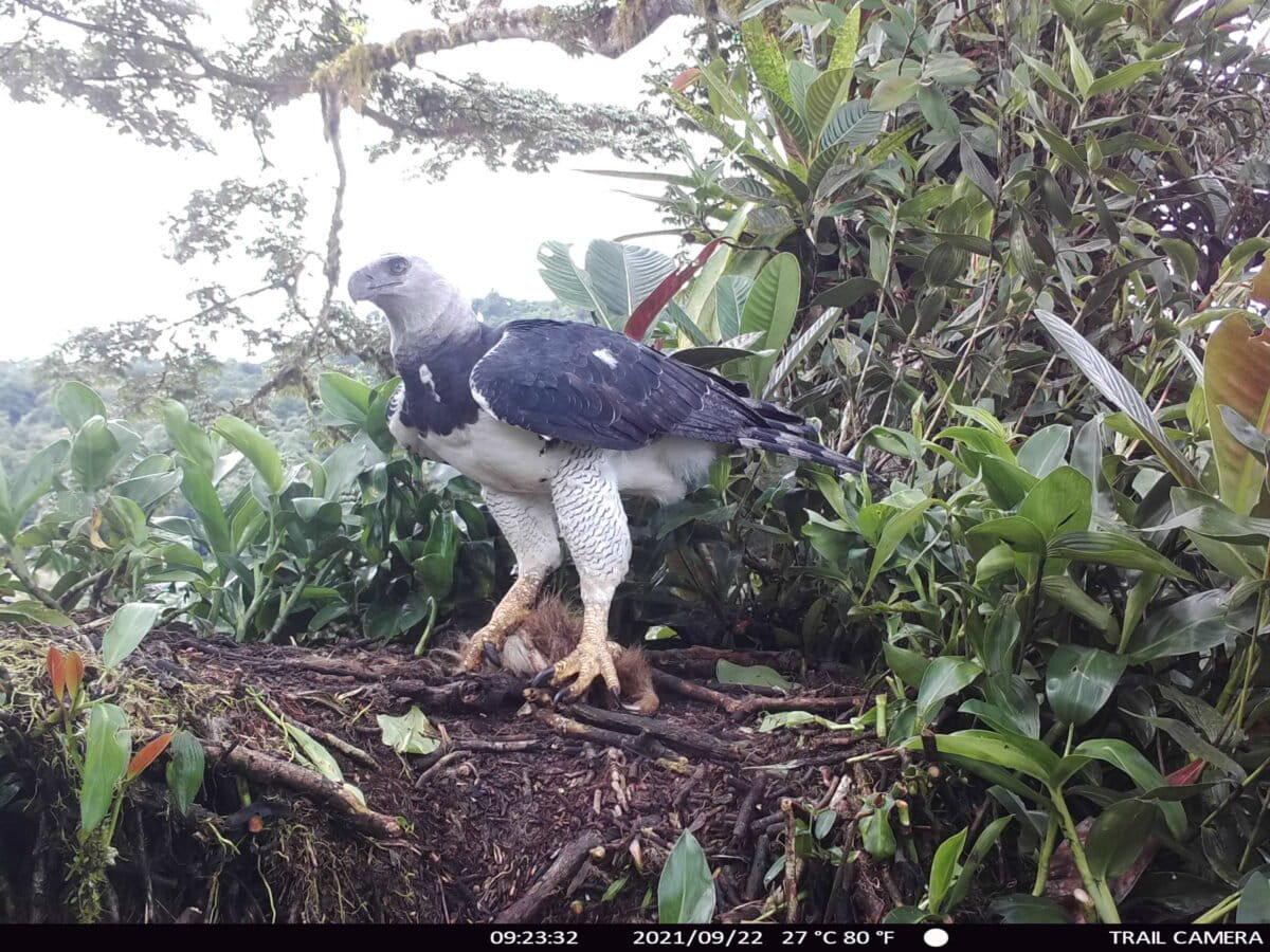 $!El vuelo que inquieta a las rapaces: así reaccionan estas aves ante los drones, según una década de estudios en Latinoamérica