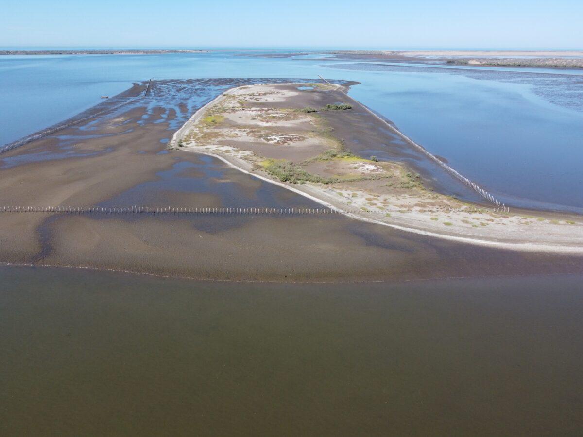 $!Un refugio inesperado: el amenazado ostrero americano del Pacífico encontró un hogar vital en el noroeste de México