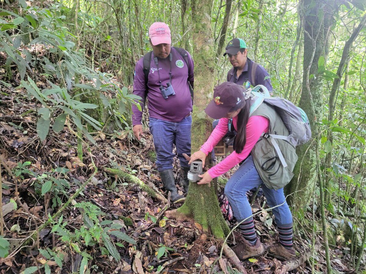 $!Equipo de guardarecursos instalando cámaras trampas en una zona núcleo del RVS PUCA para monitorear poblaciones de tigrillos (Leopardus wiedii).