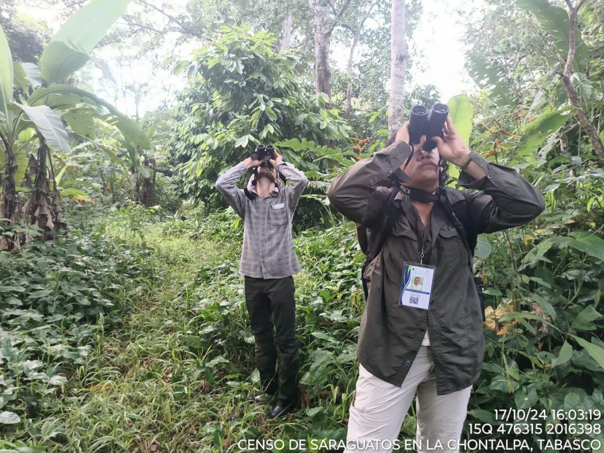 $!Censo de mono saraguato en la Chontalpa, Tabasco.