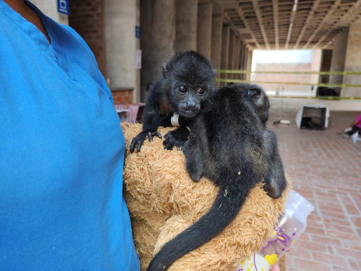 $!Crías de mono aullador negro (Alouatta pigra) rescatadas por Cobius A.C.