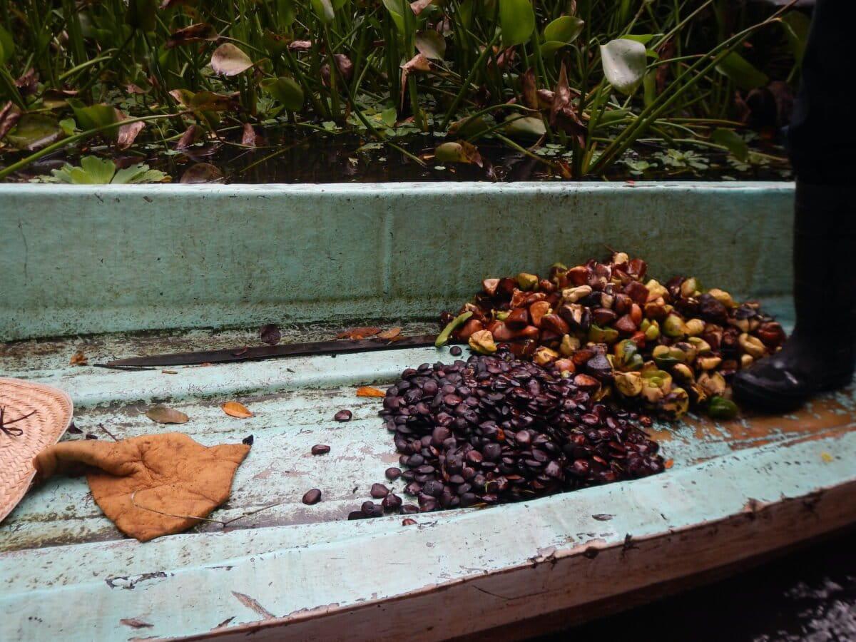 $!Humedales costeros de agua dulce: los aliados olvidados de México contra el cambio climático