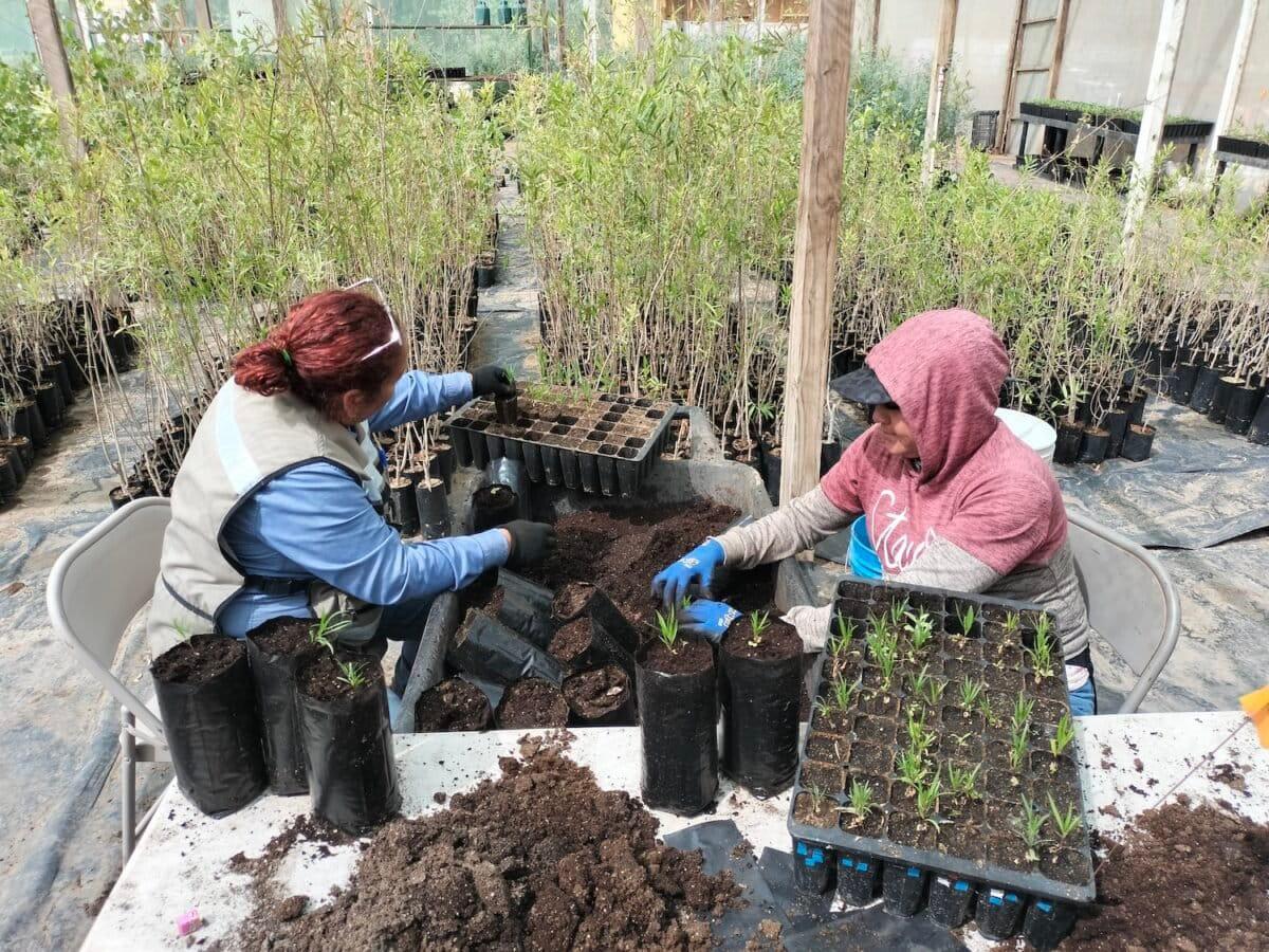 $!Revivir al Río Colorado: utilizan abejas y agua para restaurar el delta que unía a Estados Unidos con México