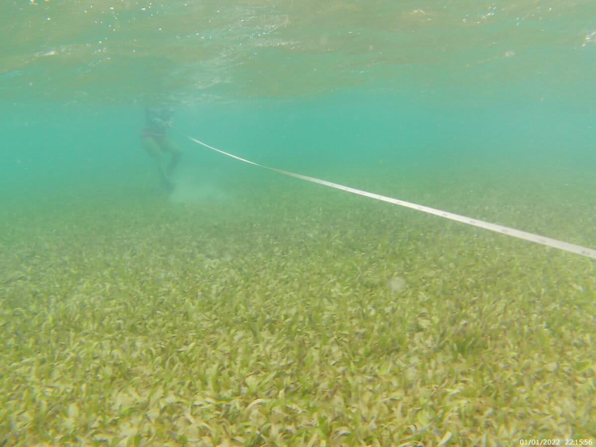 $!Los ecosistemas invisibles en la lucha contra la crisis climática