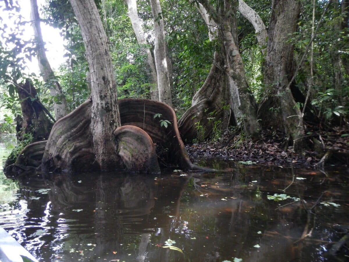 $!Humedales costeros de agua dulce: los aliados olvidados de México contra el cambio climático
