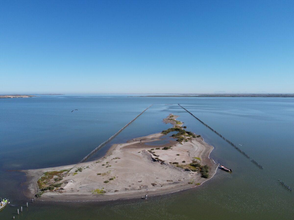 $!Un refugio inesperado: el amenazado ostrero americano del Pacífico encontró un hogar vital en el noroeste de México