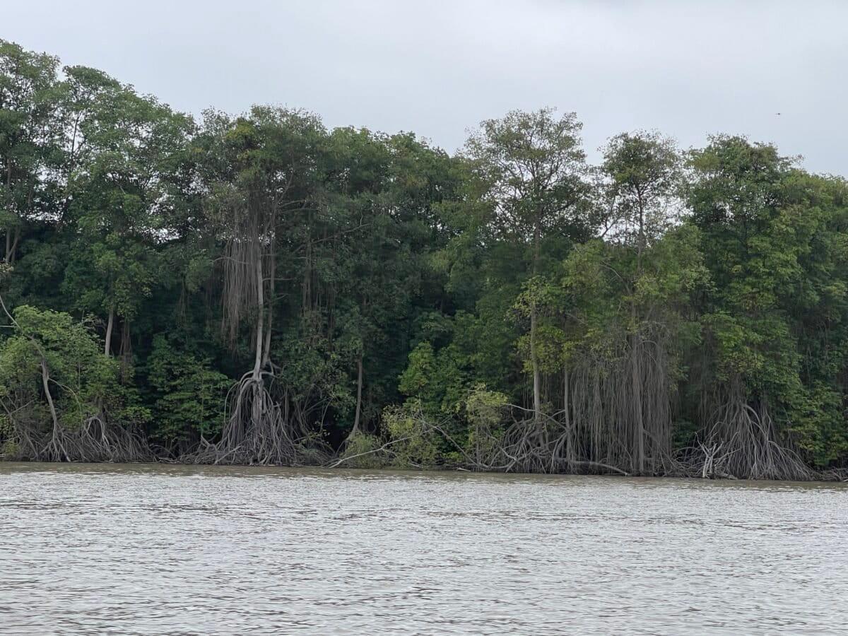 $!Los ecosistemas invisibles en la lucha contra la crisis climática