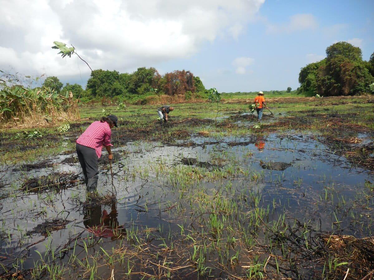 $!Humedales costeros de agua dulce: los aliados olvidados de México contra el cambio climático
