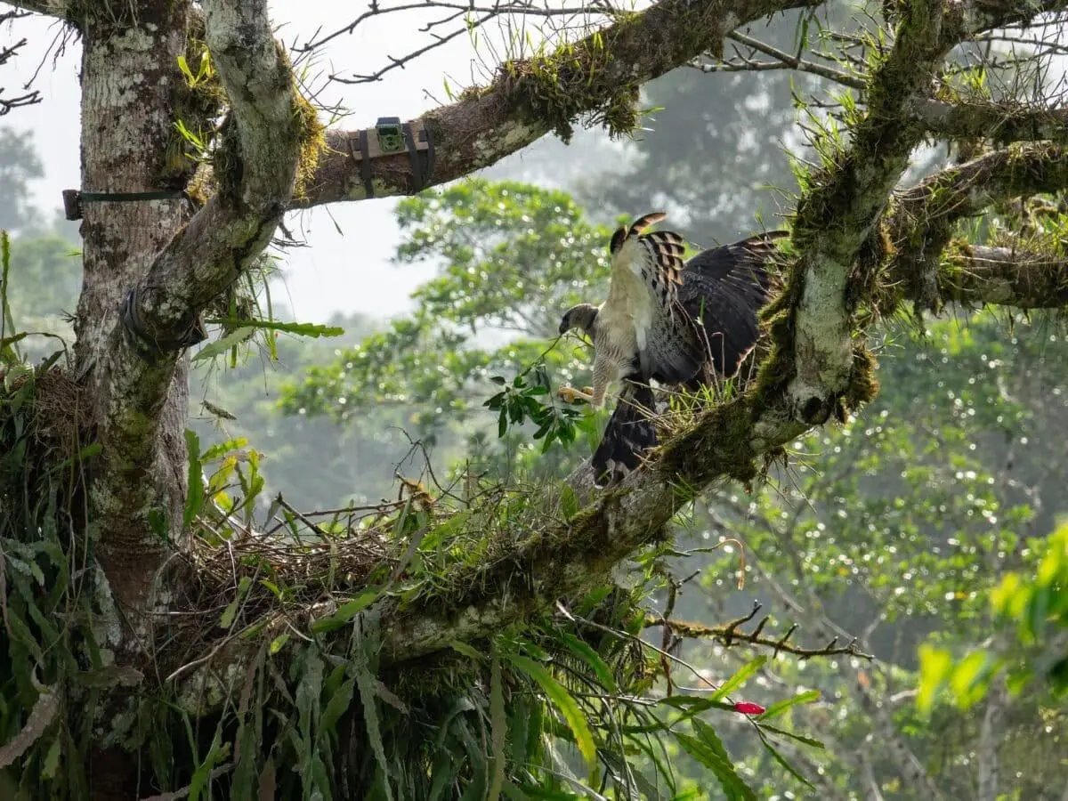 $!El vuelo que inquieta a las rapaces: así reaccionan estas aves ante los drones, según una década de estudios en Latinoamérica