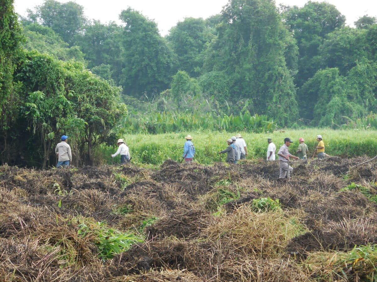 $!Humedales costeros de agua dulce: los aliados olvidados de México contra el cambio climático