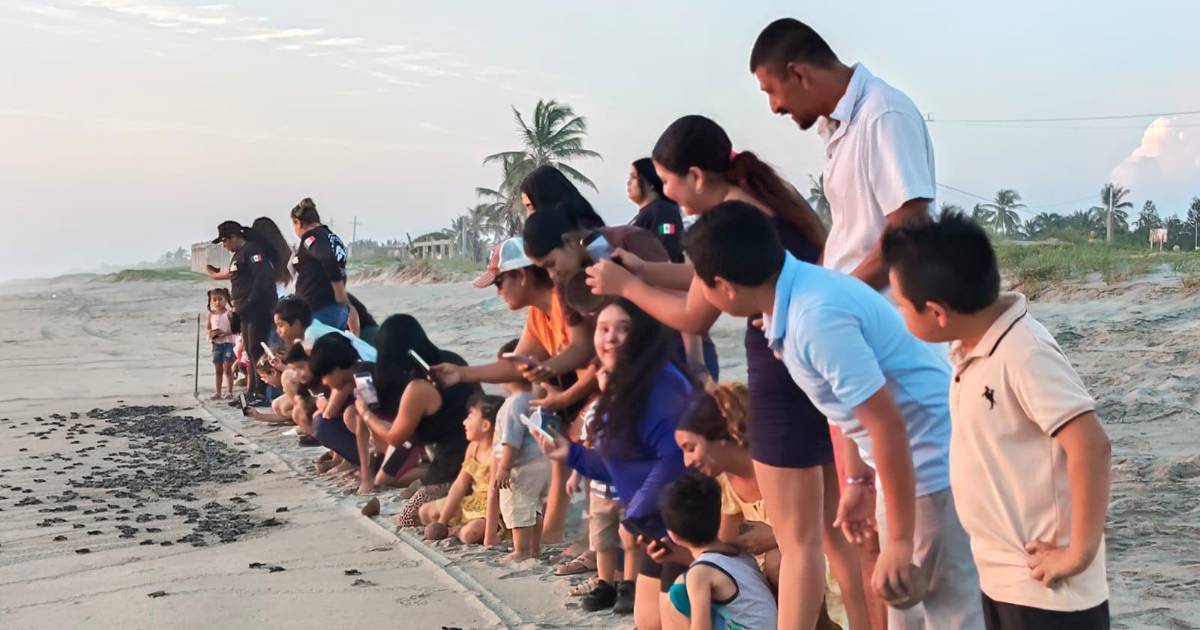 Familias de Rosario participan en la liberación de 1,800 tortugas marinas