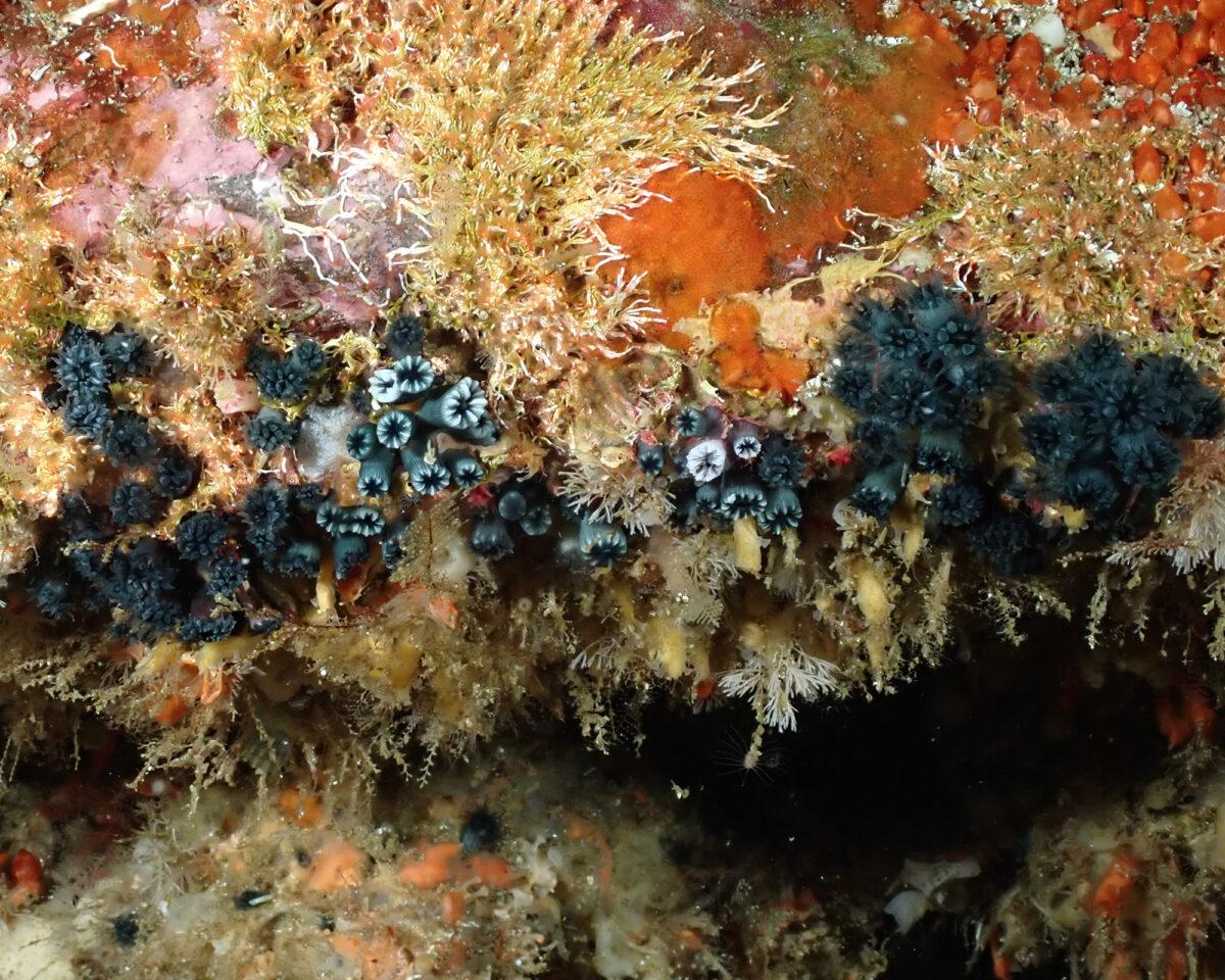 $!Galápagos: redescubren un coral solitario que se creía extinto y renueva la esperanza sobre la conservación marina