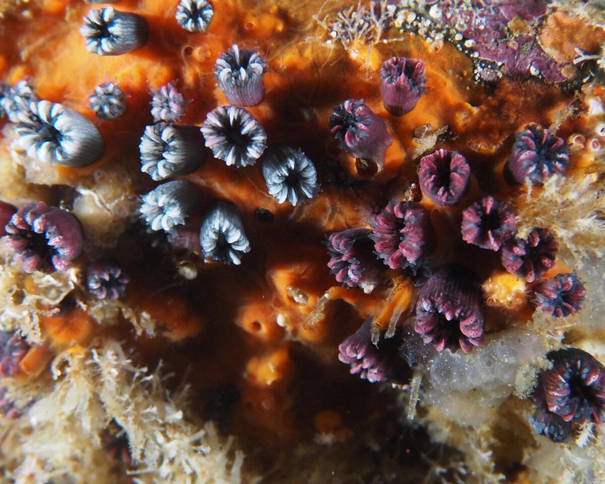 $!Galápagos: redescubren un coral solitario que se creía extinto y renueva la esperanza sobre la conservación marina