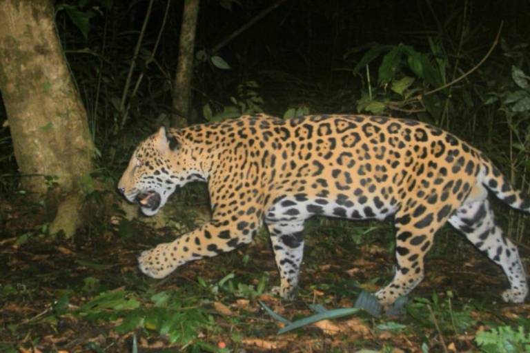 Las granjas camaroneras amenazan los manglares y jaguares de México