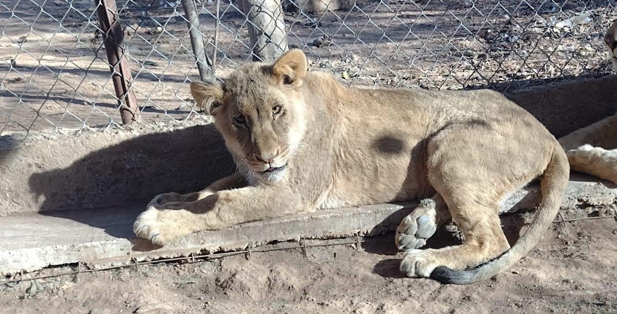 $!Ya van 11 felinos, entre leones y tigres de bengala, los rescatados en la crisis de seguridad