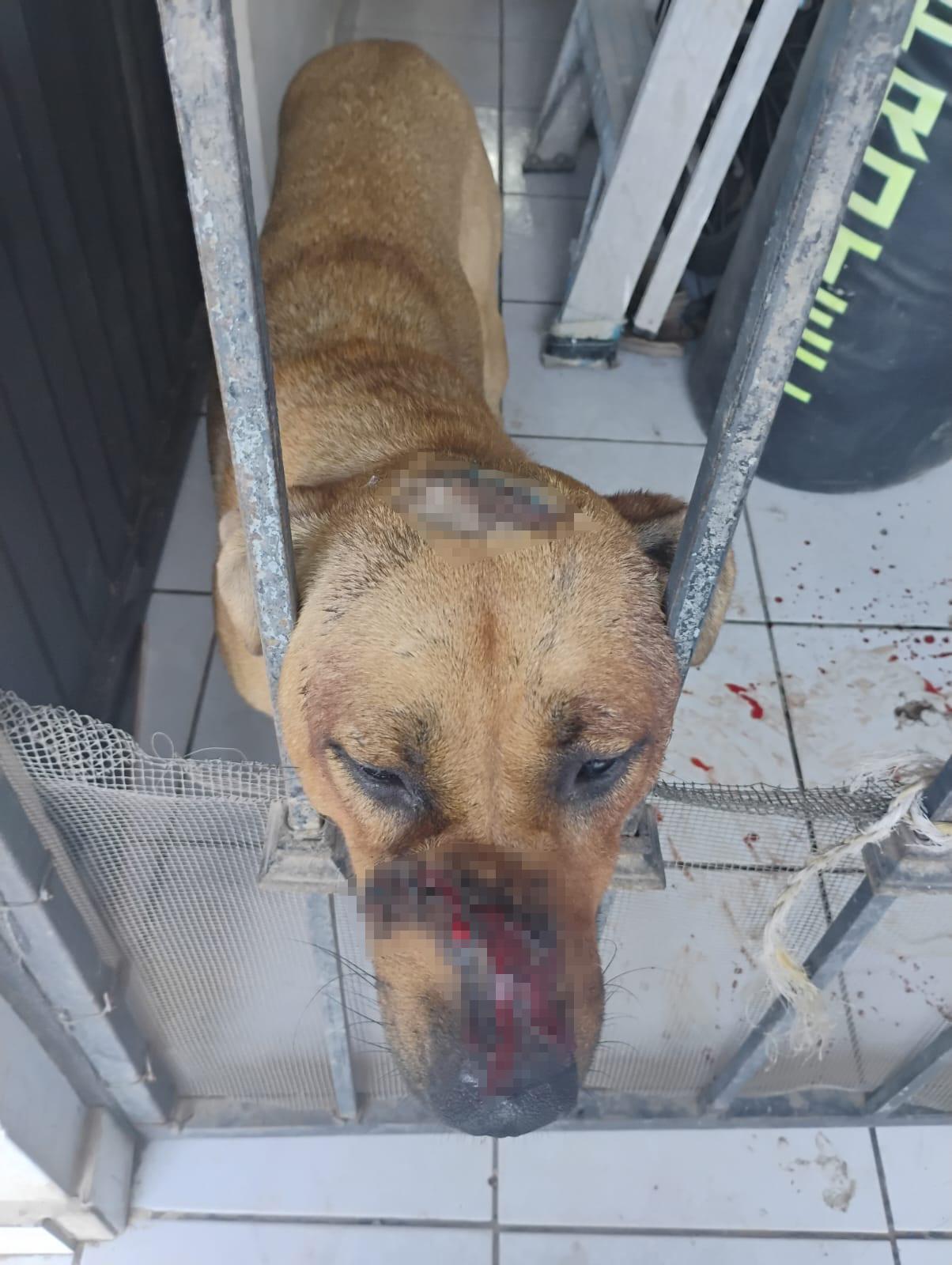 $!Fundación denuncia ataque con machete a perro en Culiacán