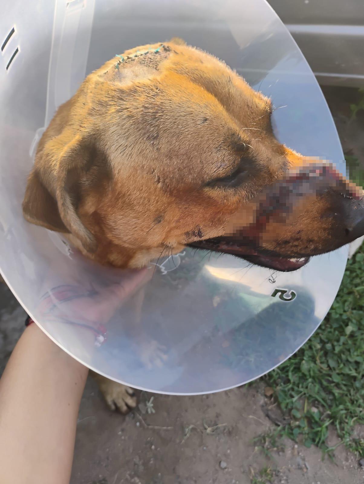 $!Fundación denuncia ataque con machete a perro en Culiacán