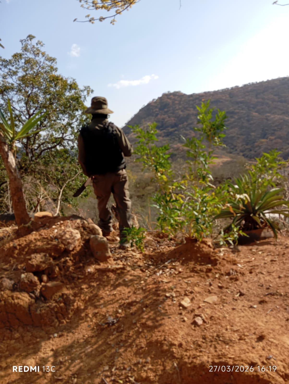 $!Hallan restos óseos calcinados en La Tuna, en la sierra de Badiraguato