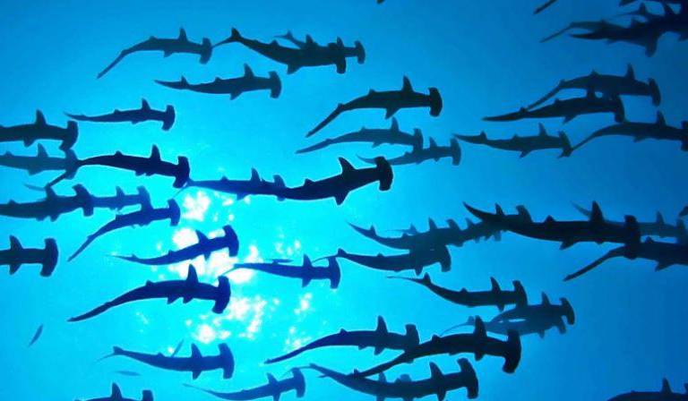 México: ¿áreas marinas protegidas sólo en el papel?