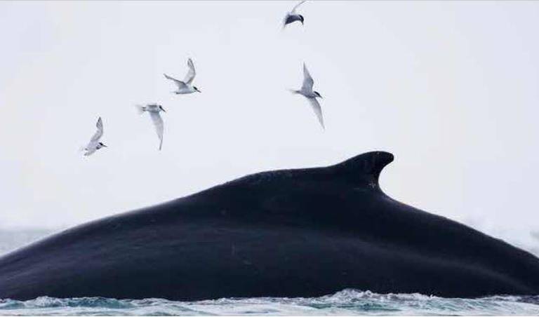 Viajes de alto riesgo: ballenas enfrentan cada vez más peligros en sus rutas migratorias